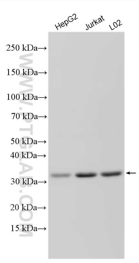 Western Blot (WB) analysis of various lysates using MPG Polyclonal antibody (11481-2-AP)
