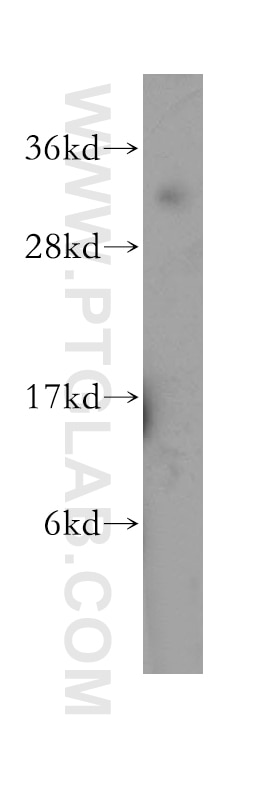 Western Blot (WB) analysis of Jurkat cells using MPG Polyclonal antibody (11481-2-AP)