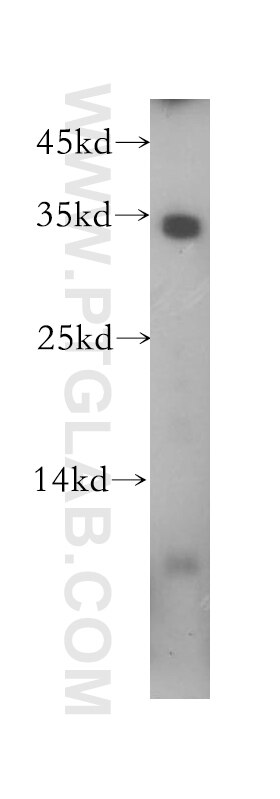 Western Blot (WB) analysis of HepG2 cells using MPG Polyclonal antibody (11481-2-AP)