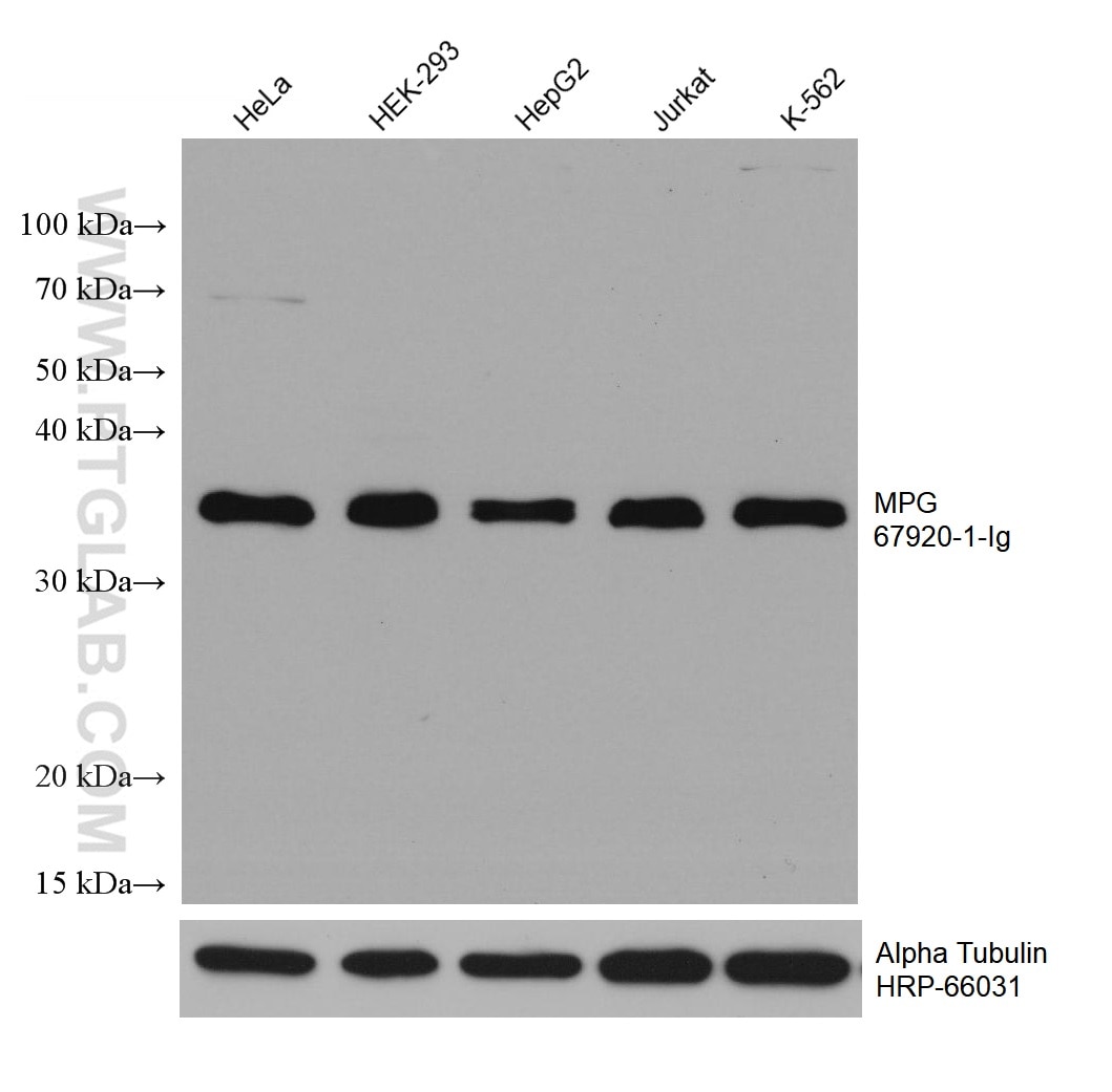 Western Blot (WB) analysis of various lysates using MPG Monoclonal antibody (67920-1-Ig)