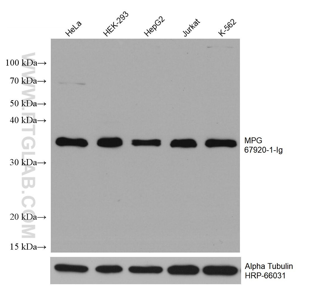 Western Blot (WB) analysis of various lysates using MPG Monoclonal antibody (67920-1-Ig)