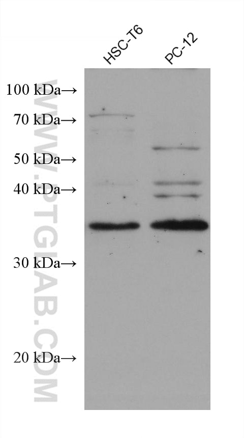 Western Blot (WB) analysis of various lysates using MPG Monoclonal antibody (67920-1-Ig)