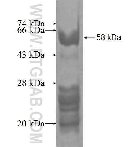 MPG fusion protein Ag2034 SDS-PAGE