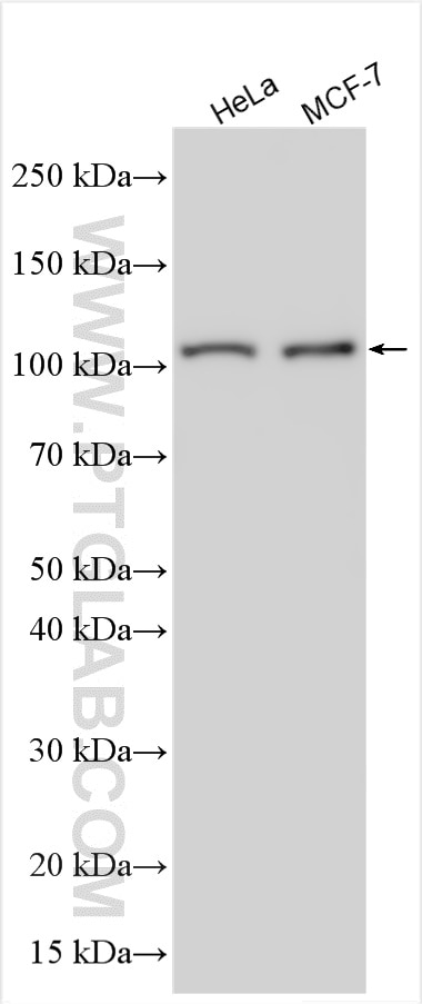 Western Blot (WB) analysis of various lysates using MPHOSPH10 Polyclonal antibody (32275-1-AP)