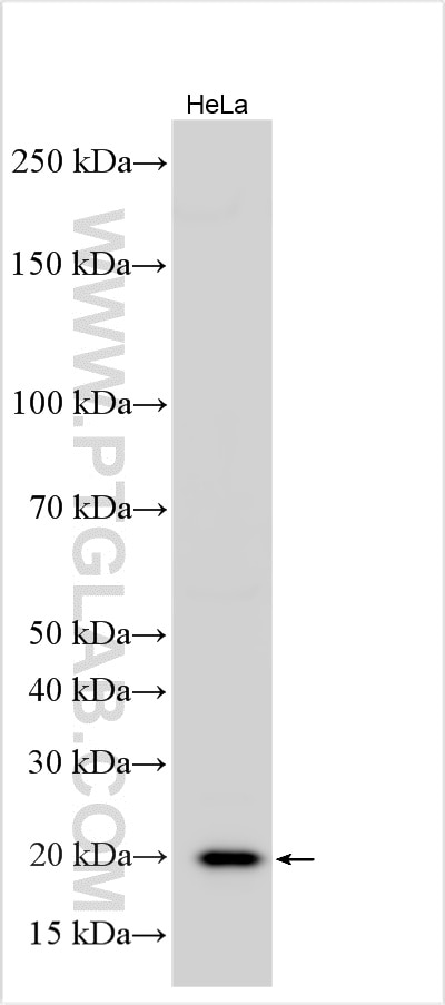 Western Blot (WB) analysis of various lysates using MPHOSPH6 Polyclonal antibody (10695-1-AP)