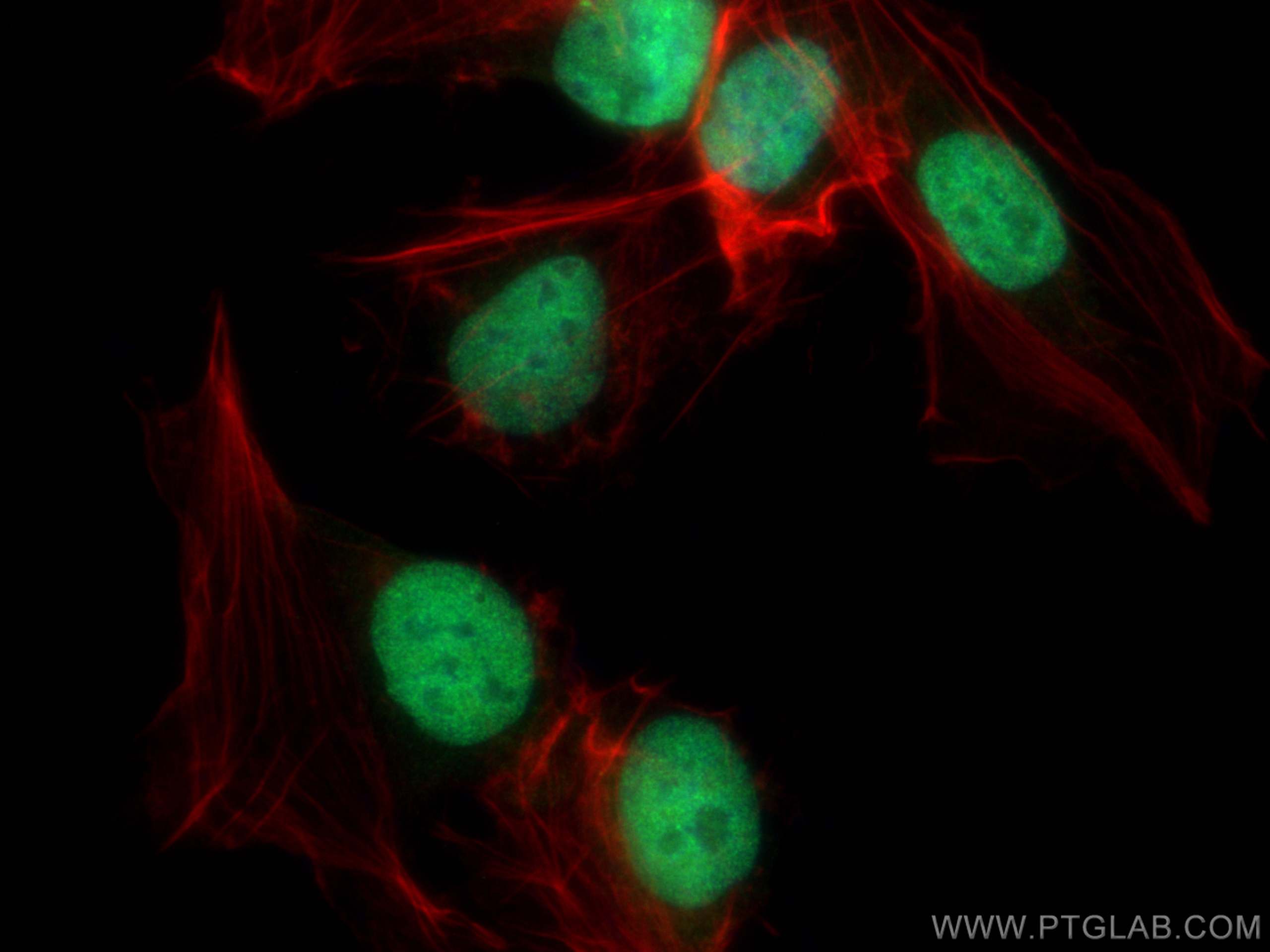 Immunofluorescence (IF) / fluorescent staining of U2OS cells using MPP8 Polyclonal antibody (16796-1-AP)