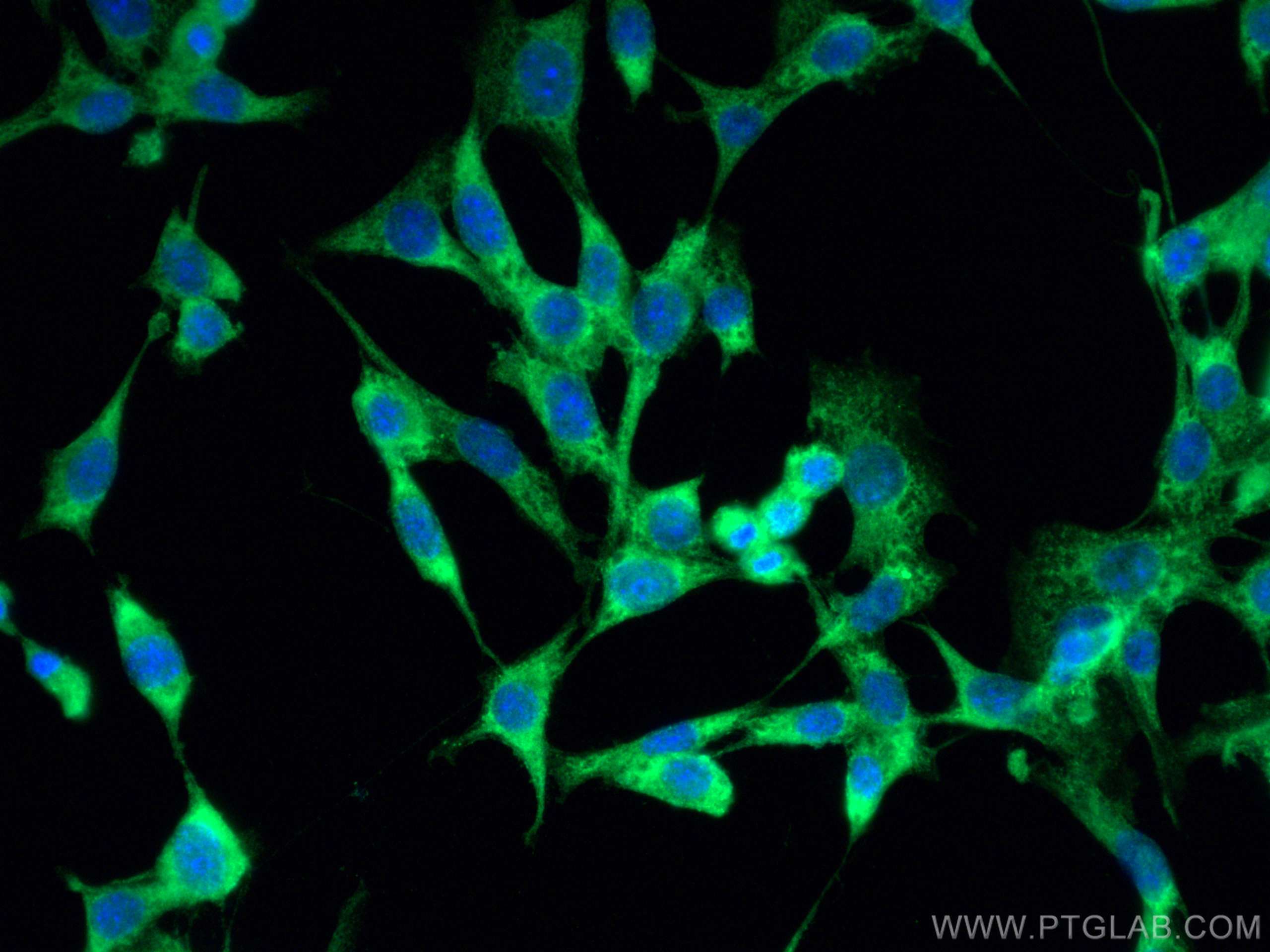 Immunofluorescence (IF) / fluorescent staining of NIH/3T3 cells using MPI Polyclonal antibody (14234-1-AP)