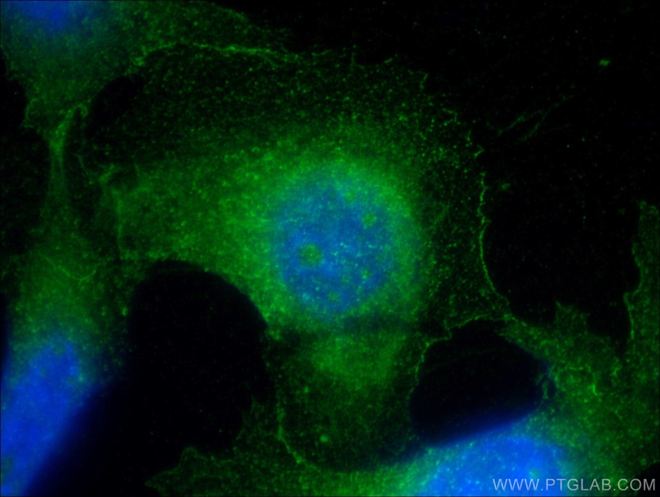 Immunofluorescence (IF) / fluorescent staining of NIH/3T3 cells using MPI Polyclonal antibody (14234-1-AP)