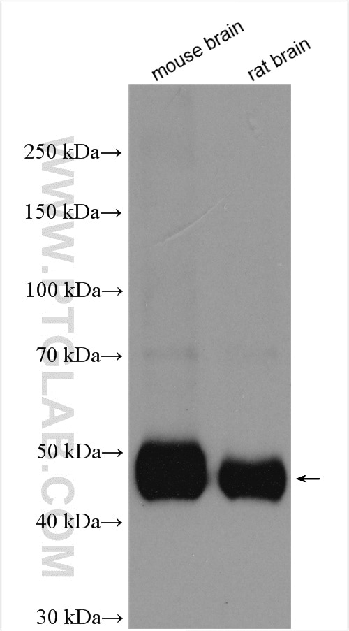 Western Blot (WB) analysis of various lysates using MPI Polyclonal antibody (14234-1-AP)