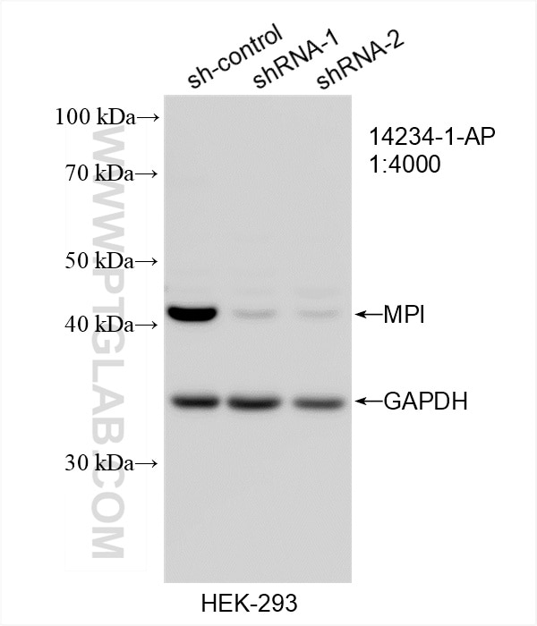 Western Blot (WB) analysis of HEK-293 cells using MPI Polyclonal antibody (14234-1-AP)