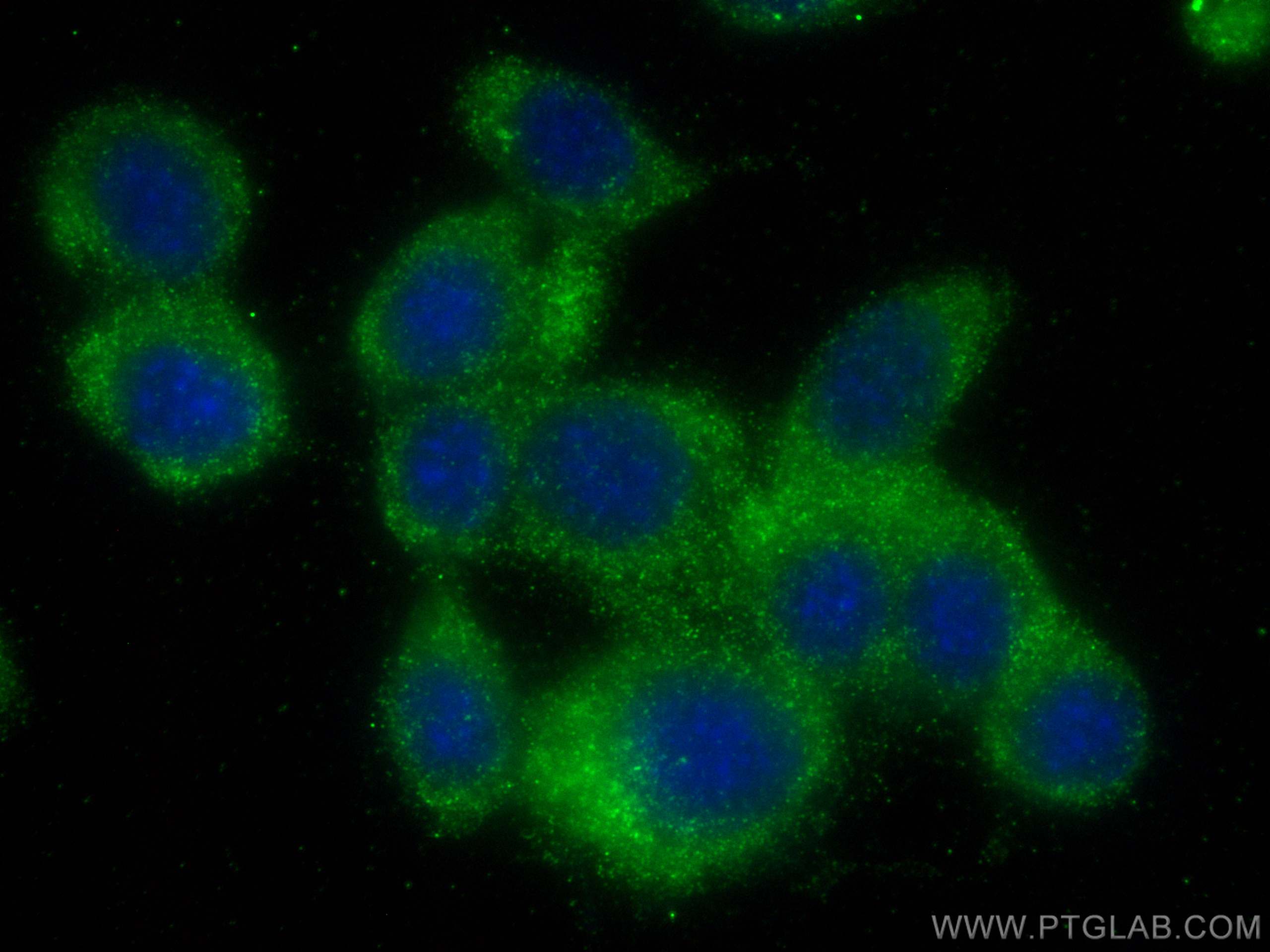Immunofluorescence (IF) / fluorescent staining of NIH/3T3 cells using MPI Monoclonal antibody (68417-1-Ig)