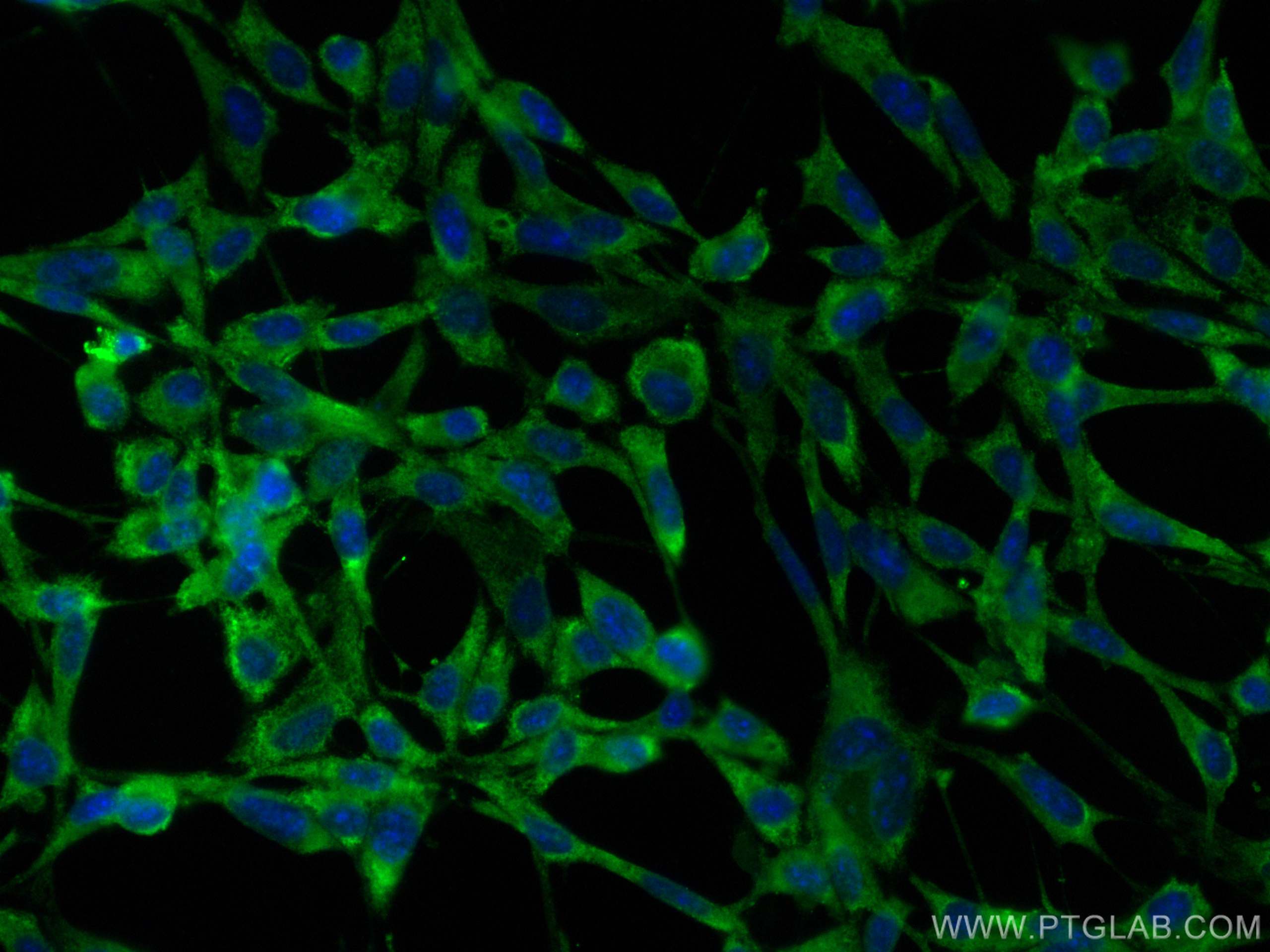 IF Staining of NIH/3T3 using CL488-68417