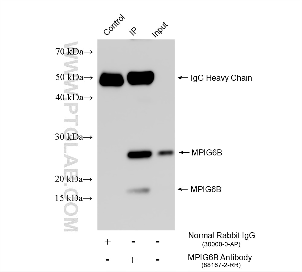 Immunoprecipitation (IP) experiment of human peripheral blood platelets using MPIG6B Recombinant monoclonal antibody (88167-2-RR)