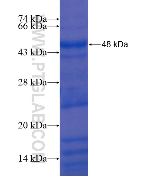 MPL fusion protein Ag19035 SDS-PAGE