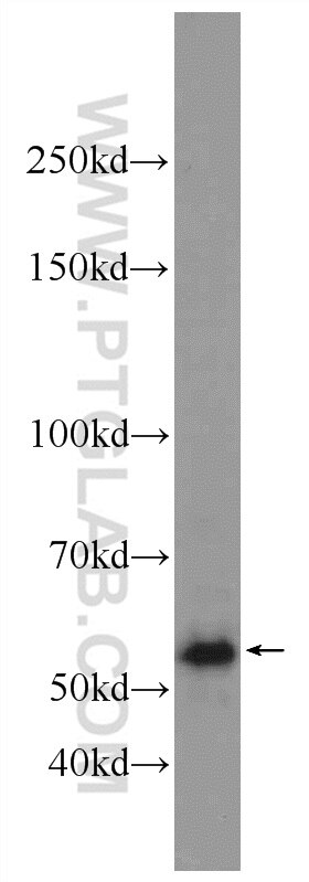 Western Blot (WB) analysis of HepG2 cells using MPND Polyclonal antibody (24420-1-AP)