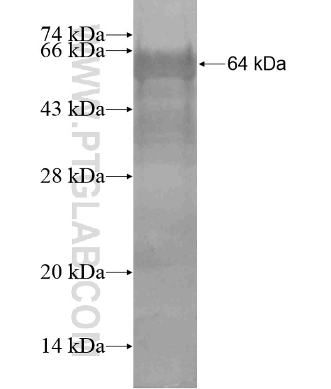 MPND fusion protein Ag19531 SDS-PAGE