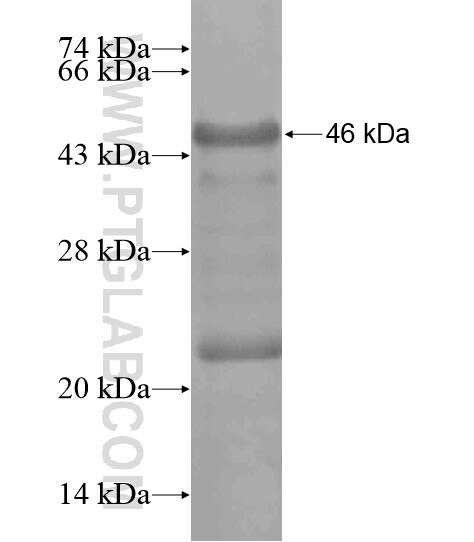 MPND fusion protein Ag19733 SDS-PAGE