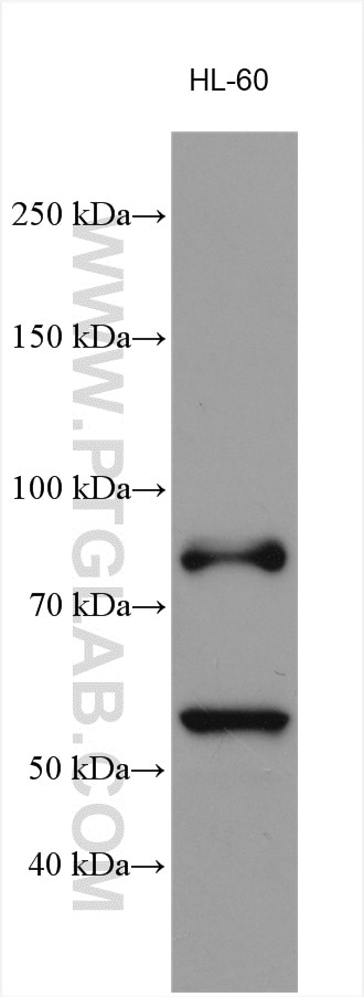 Western Blot (WB) analysis of HL-60 cells using MPO Polyclonal antibody (22225-1-AP)