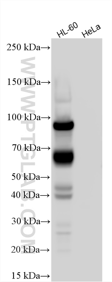 WB analysis using 22225-1-AP Western Blot (WB) analysis of various lysates using MPO Polyclonal antibody (22225-1-AP)