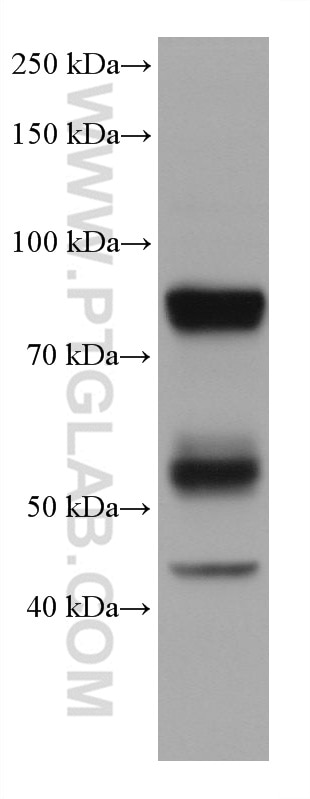 Western Blot (WB) analysis of HL-60 cells using MPO Monoclonal antibody (66177-1-Ig)