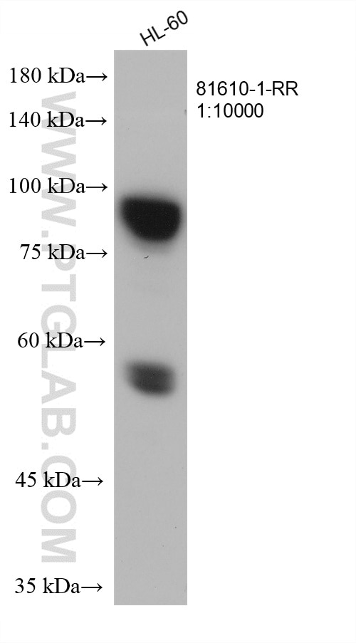 Western Blot (WB) analysis of HL-60 cells using MPO Recombinant antibody (81610-1-RR)