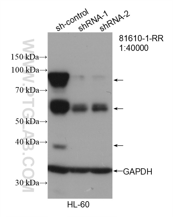 WB analysis of HL-60 using 81610-1-RR