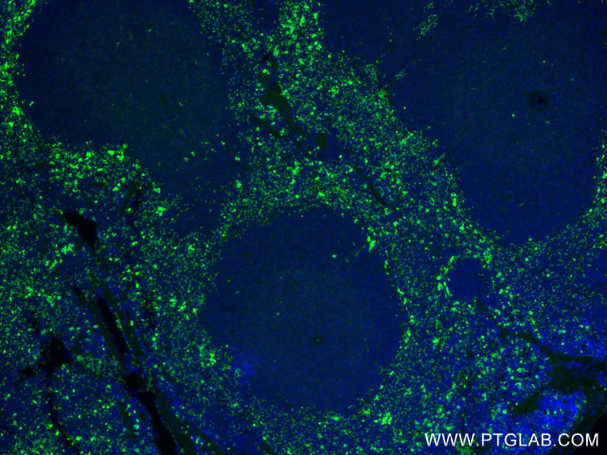 Immunofluorescence (IF) / fluorescent staining of mouse spleen tissue using Mpo Recombinant antibody (84436-5-RR)