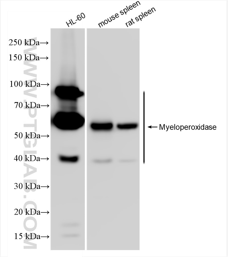Western Blot (WB) analysis of various lysates using MPO Recombinant antibody (84436-5-RR)