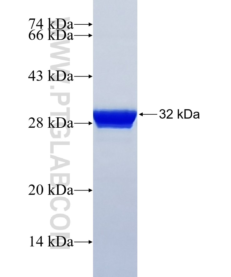 MPO fusion protein Ag17564 SDS-PAGE