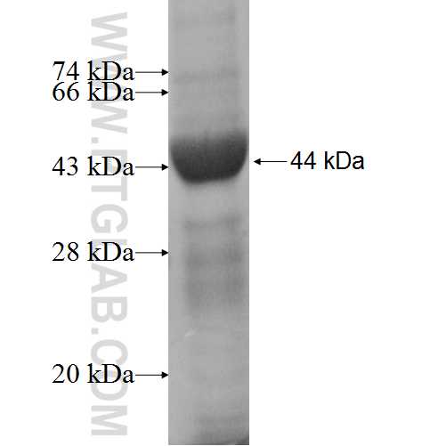 MPP1 fusion protein Ag6856 SDS-PAGE
