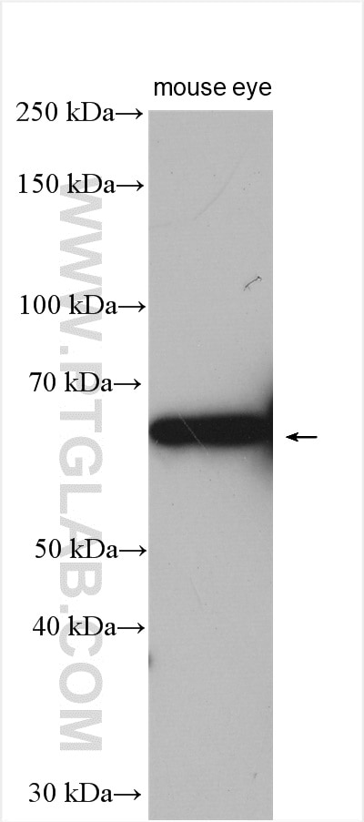 Western Blot (WB) analysis of mouse eye tissue using MPP2 Polyclonal antibody (13589-1-AP)