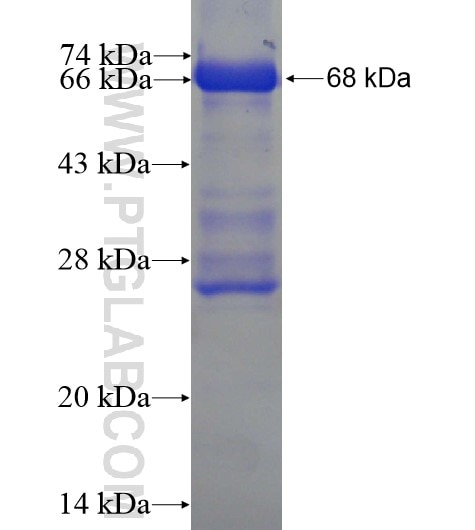 MPP3 fusion protein Ag6246 SDS-PAGE