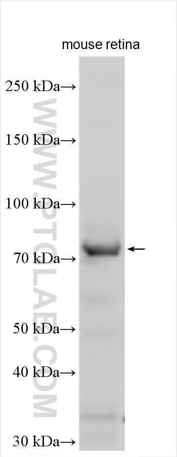 Western Blot (WB) analysis of mouse retina tissue using MPP4 Polyclonal antibody (25538-1-AP)