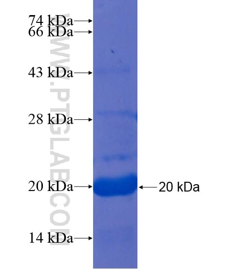MPP4 fusion protein Ag22130 SDS-PAGE
