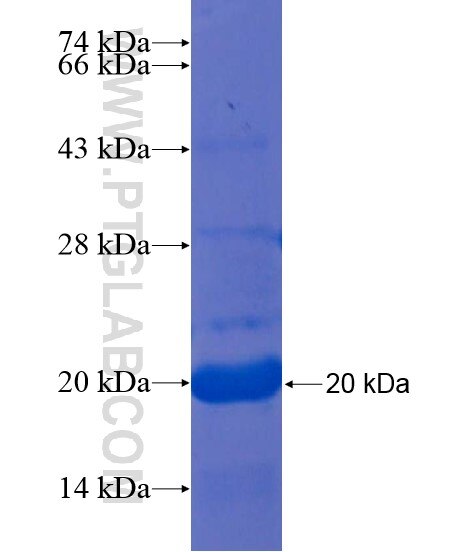 MPP4 fusion protein Ag22130 SDS-PAGE