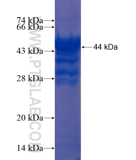 MPP4 fusion protein Ag22235 SDS-PAGE