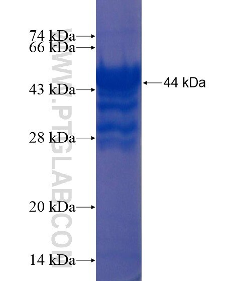 MPP4 fusion protein Ag22235 SDS-PAGE