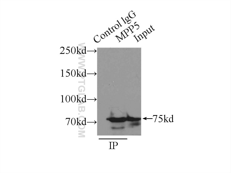 Immunoprecipitation (IP) experiment of mouse brain tissue using MPP5 Polyclonal antibody (17710-1-AP)