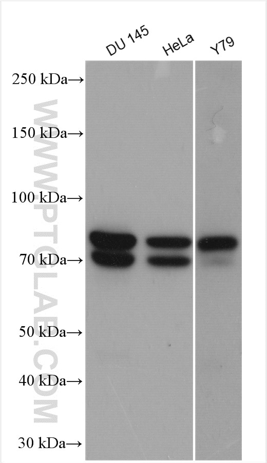 Western Blot (WB) analysis of various lysates using MPP5 Polyclonal antibody (17710-1-AP)