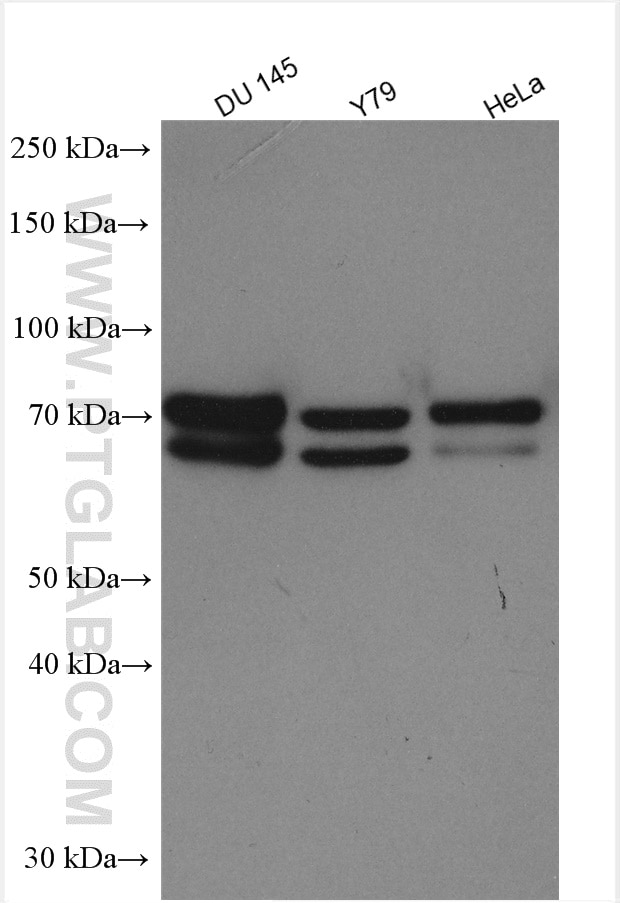 Western Blot (WB) analysis of various lysates using MPP5 Polyclonal antibody (17710-1-AP)