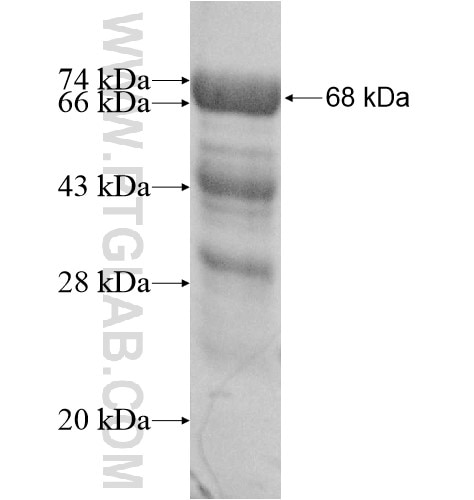 PALS1 fusion protein Ag12010 SDS-PAGE