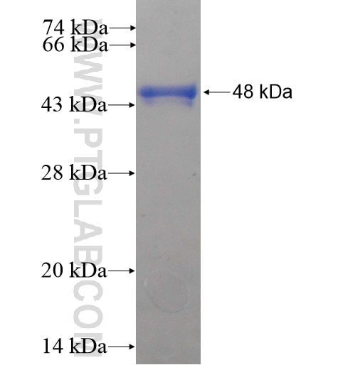 PALS1 fusion protein Ag12029 SDS-PAGE