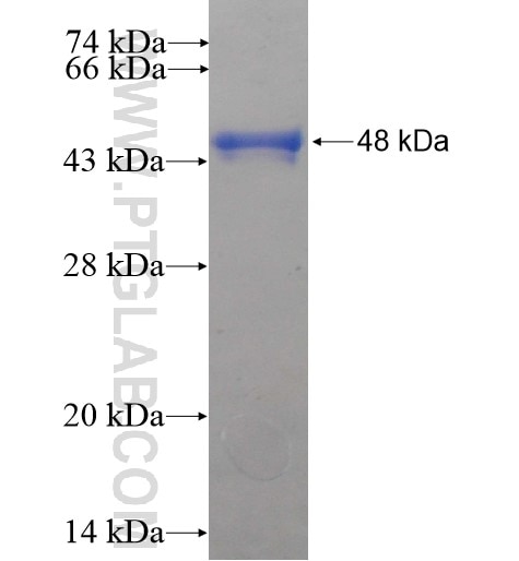 PALS1 fusion protein Ag12029 SDS-PAGE