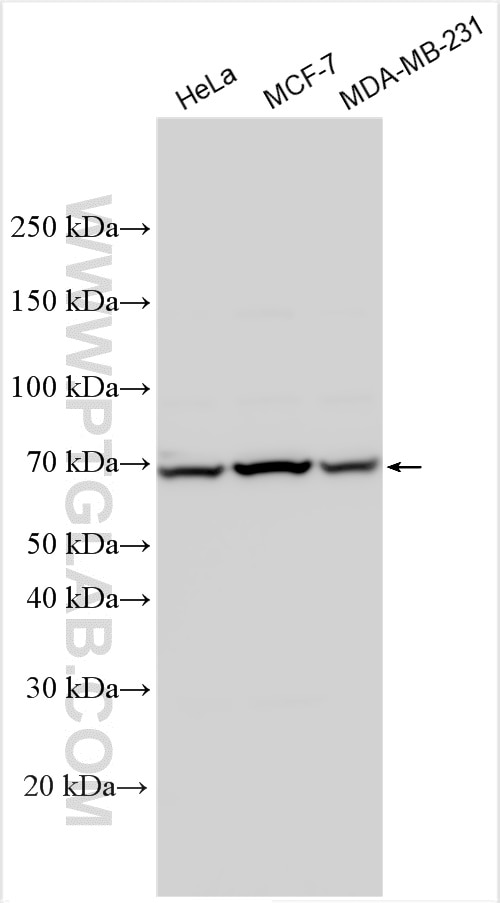 Western Blot (WB) analysis of various lysates using MPP7 Polyclonal antibody (12983-1-AP)
