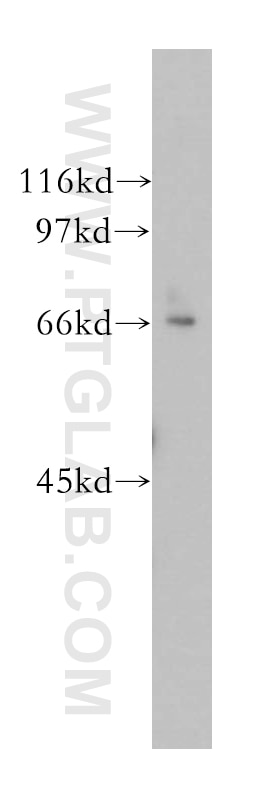 Western Blot (WB) analysis of Raji cells using MPP7 Polyclonal antibody (12983-1-AP)