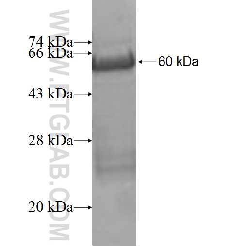 MPP7 fusion protein Ag3612 SDS-PAGE