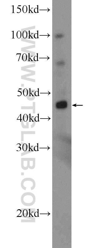 Western Blot (WB) analysis of mouse brain tissue using MPPE1 Polyclonal antibody (15313-1-AP)