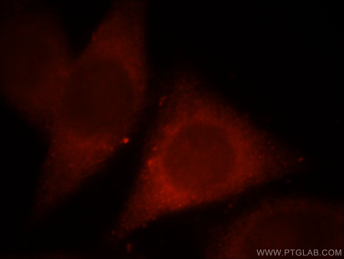 Immunofluorescence (IF) / fluorescent staining of HeLa cells using MPPED1 Polyclonal antibody (13677-1-AP)