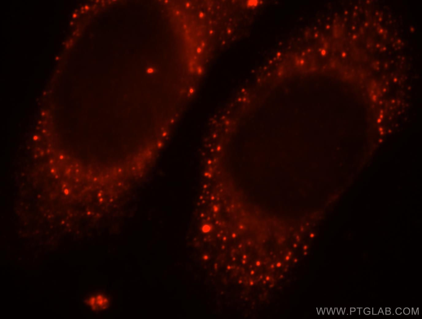 Immunofluorescence (IF) / fluorescent staining of HepG2 cells using MPPED2 Polyclonal antibody (13270-1-AP)