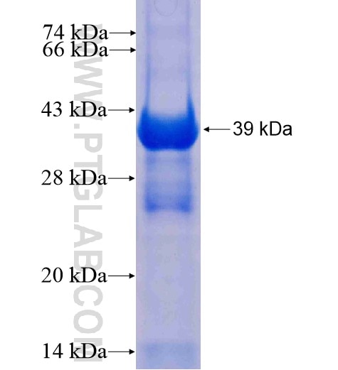 MPPED2 fusion protein Ag6926 SDS-PAGE